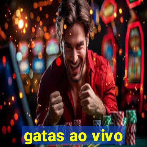 gatas ao vivo